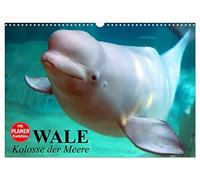 Wale. Kolosse der Meere (Wandkalender 2026 DIN A3 quer), CALVENDO Monatskalender: Die geheimnisvollen Riesen der Meere