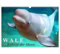 Wale - Kolosse der Meere (Wandkalender 2026 DIN A3 quer), CALVENDO Monatskalender: Die geheimnisvollen Riesen der Meere