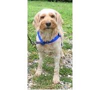 Walk Your Dog With Love Harnais Arrêter de Tirer Menant Devant en Vert avec Scotchlite Matériau Réflexive - Bleu Saphir, 18-34kg Bleu Saphir édition Sport