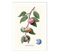 WALL EDITIONS Art-Poster - Macaron Plant - Jonas Loose - Format : 50 x 70 cm
