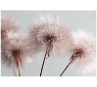 WallArena - Papier peint photo non tissé - Motif pissenlits - 350 x 250 cm - Papier peint photo - Pour salon et chambre à coucher - Effet 3D - Avec colle - Fleurs naturelles bohèmes - Rose