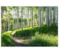 WallArena - Papier peint photo non tissé - Motif forêt de bouleaux - 400 x 280 cm - Motif forêt de bouleaux - Pour salon et chambre à coucher - Avec colle