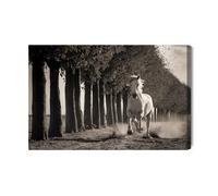 WALLERO Impression sur toile, cheval au galop, réalisme, nature, pour salon, édition 2, 120 x 80 cm