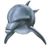 Walls of the Wild Dauphin