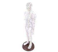 Walmeck Modèle D'acupuncture Humaine 52 Cm, Modèle de Point D'acupuncture Complet du Corps avec Base Robuste et Manuel pour la Démonstration D'enseignement par les étudiants (Homme)