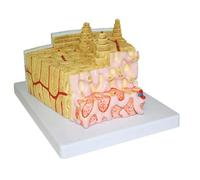 Walter Products B10463 Modèle en plastique Os