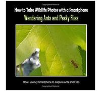Wandering Ants And Pesky Flies: How I Use My Smartphone To Capture Ants And Flies (How To Take Wildlife Photos With A Smartphone)