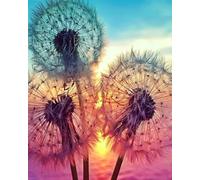 WANGXIAO Peinture par Numero Adulte,DIY Peinture à l'huile par Numéros,Artisanat avec Pinceaux Peintures Acryliques,Maison Cadeau,40x50cm,paysage de coucher de soleil avec des pissenlits,sans cadre