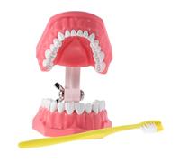 Warmhm 1 Ensemble Modèle Pédagogique de Pratique de Brossage avec Brosse à Dents Outil Entraînement à des Dents pour Techniques de Brossage