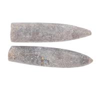 Warmhm 2 Pièces Spécimens Bélemnite Naturelle Accessoires Pédagogiques Fossiles pour Études Géologie Paléontologie Décoration Scientifique