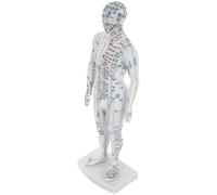 Warmhm Modèle Acupuncture Homme Blanc Mannequin Points Pression et Méridiens Outil Pédagogique pour Formation Acupuncteurs et Médecine Traditionnelle Chinoise