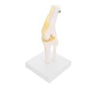 Warmhm Modèle Anatomique de Articulation Du Genou avec Ligaments Modèle Pédagogique pour Études Anatomiques et Éducation Patient