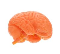 Warmhm Modèle Anatomique Du Outil Étude Pour Biologie Psychologie Affichage Éducatif Avec Sections Détachables