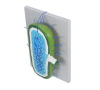 Warmhm Modèle de Cellule Agrandi avec Organites Détaillés pour Enseignement Biologie Modèle Pédagogique Interactif pour Étudiants et Projets Scolaires