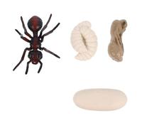 Warmhm Modèle Évolution Fourmi Rouge Réaliste Éducatif Garçon Fille Cognition Cycle de Vie Apprentissage Biologique