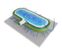 Warmhm Modèles Cellulaires Anatomiques en PVC pour l'enseignement Biologie, Structure Réaliste et Design Esthétique, pour Démonstrations en Classe