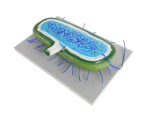 Warmhm Modèles Cellulaires Anatomiques en PVC pour l'enseignement Biologie, Structure Réaliste et Design Esthétique, pour Démonstrations en Classe
