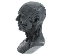 Warmhm Sculpture Anatomique de Crâne Humain pour Artistes de Tête Détails pour Décoration Dessin