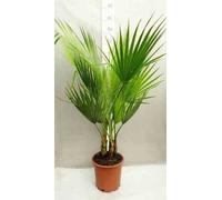 Washingtonia 110 l 175-200 cm pied 80-100