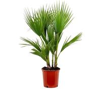 Bloomique - Washingtonia Robusta - Palmier éventail mexicain - Palmier rustique - Plantes de jardin - Hauteur 80-100 cm - Pot 21 cm