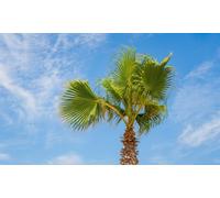 Bloomique - Lot de 2 - Washingtonia Robusta - Palmier éventail mexicain - Palmier rustique - Plantes de jardin - 60-80 cm de haut - Pot 17 cm