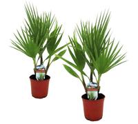 Washingtonia Robusta - Set de 2 - Palmier éventail - Pot 15cm - Hauteur 50-60cm
