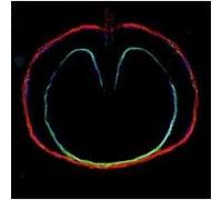Wasp Star Apple Venus Volume 2 G