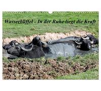 Wasserbüffel - In der Ruhe liegt die Kraft (Wandkalender 2026 DIN A3 quer), CALVENDO Monatskalender: Der Kalender entstand beim entspannen in der Natur! Wasserbüffel stahlen eine enorme Ruhe aus!