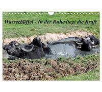 Wasserbüffel - In der Ruhe liegt die Kraft (Wandkalender 2026 DIN A4 quer), CALVENDO Monatskalender: Der Kalender entstand beim entspannen in der Natur! Wasserbüffel stahlen eine enorme Ruhe aus!