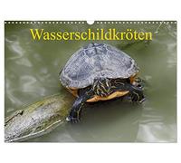 Wasserschildkröten (Wandkalender 2026 DIN A3 quer), CALVENDO Monatskalender: Die europäische Sumpfschildkröte als auch die eingeführte ... nebeneinander in freier Natur in Europa