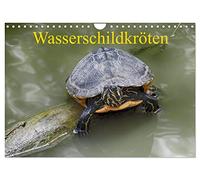 Wasserschildkröten (Wandkalender 2026 DIN A4 quer), CALVENDO Monatskalender: Die europäische Sumpfschildkröte als auch die eingeführte ... nebeneinander in freier Natur in Europa