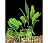 Water Plants l'eau Plantes 5 x Anubias, Anubias Mix, différents Types pour Fish Tank