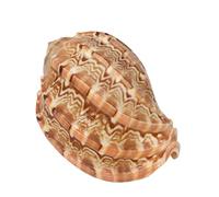 Watreketal Coquillages naturels pour coquillages, harpe, conque, 7,1 cm, 9,9 cm, grands coquillages pour aquarium/décoration d'intérieur, cadeau pour coquillages, grandes coquillages pour décoration