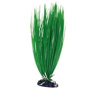 WAVE Acorus Plante Classique pour Aquariophilie Taille S