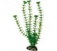 Wave Cabomba Plante Classique Pour Aquariophilie Taille M