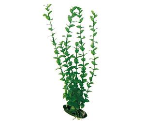 WAVE Rotala Plante Classique pour Aquariophilie Taille L