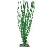 Wave Valisneria Major Plante Classique Pour Aquariophilie Taille M