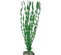 Wave Valisneria Major Plante Classique Pour Aquariophilie Taille M