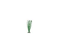 Wave Valisneria Major Plante Classique Pour Aquariophilie Taille Xl