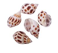 WAWPU Coquilles de Bernard-l'ermite de Petite à Moyenne Taille, Fournitures Naturelles for la décoration d'aquarium de Remplacement(A)
