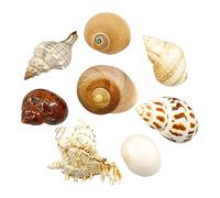 WAWPU Coquilles de Bernard-l'ermite de Taille Moyenne à Grande, Fournitures de Coquillages de Remplacement, conque Naturelle, décoration d'aquarium à Faire soi-même(M)