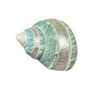 WAWPU Grand Coquillage de conque, Coquillages naturels for Aquarium de Bernard-l'ermite, décoration de Mariage, fête à thème sur la Plage, décorations for la Maison, Bricolage, 9 à 10 cm