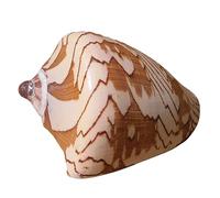 WAWPU Grands Coquillages, Coquillages de conque naturels, Parfaits for la décoration d'aquarium, de Mariage, de fête à thème sur la Plage, de décoration d'intérieur, de Bricolage(E)