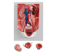 WDSOPK Modèle du Système Urinaire Humain - Modèle Pédagogique Vasculaire - Modèle Anatomique De La Structure des Organes Rénaux À des Fins Éducatives Et d'apprentissage