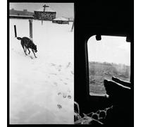 We Are Lonely Animals