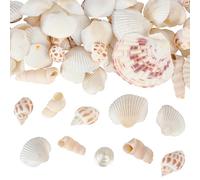 WEBEEDY 250g Coquillages Naturels pour Artisanat Mélangés de Océan Coques Huîtres Conque Coquilles Saint-Jacques, Coquillages d'Artisanat pour Décoration, Décoration de Fête Thème Plage, Remplissage