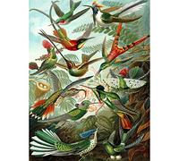 Bumblebeaver Nature Art Biology Bird Humming Ernst Haeckel Germany Vintage Poster Print 12x16 inch 30x40cm La Nature La biologie Oiseau Allemand Ancien Affiche