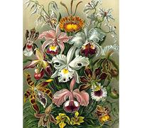 Wee Blue Coo Bumblebeaver Nature Art Ernst Haeckel Plant Flower Biology Germany Vintage Poster Print 12x16 inch 30x40cm La Nature Plante Fleur La biologie Allemand Ancien Affiche