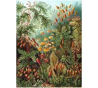Wee Blue Coo Bumblebeaver Nature Art Ernst Haeckel Sea Plant Biology Germany Vintage Poster Print 12x16 inch 30x40cm La Nature Plante La biologie Allemand Ancien Affiche