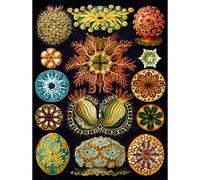 Bumblebeaver Nature Art Haeckel Ernst Plankton Sea Biology Germany Vintage Poster Print 12x16 inch 30x40cm La Nature La biologie Allemand Ancien Affiche
